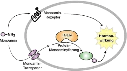 Schema: aktive Aufnahme von Histamin in die Zelle durch Monoamin-Transporter