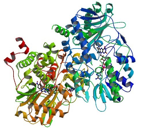 Monoaminoxidase B