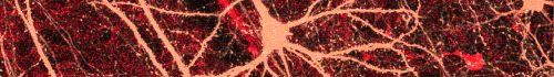Symbolbild Neuron